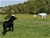 RUSHE ( Riproduttore Selezionato ENCI) - Triola Cane Corso